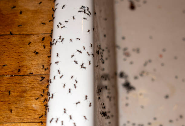 Best Spider Control Near Me  in Castleton On Hudson, NY