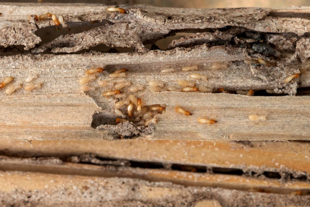 Professional Pest Control in Castleton On Hudson, NY