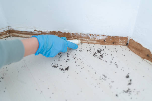 Best Ant Control Services  in Castleton On Hudson, NY
